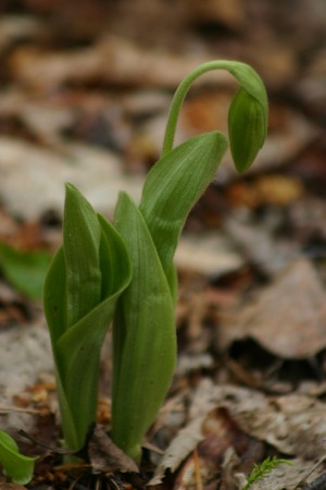 «Avant l’éclosion, on retrouve chez les bourgeons la forme recourbée typique du sabot de la vierge.»