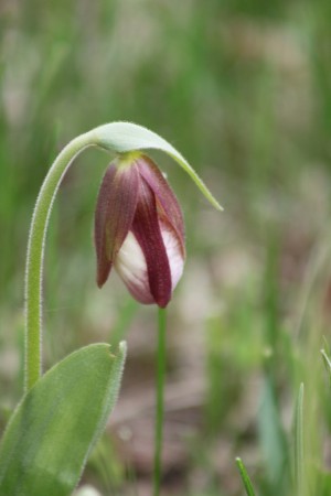 «Une fois éclos, le sabot de la vierge prend une forme de sabot, typique à la famille des orchidées.»