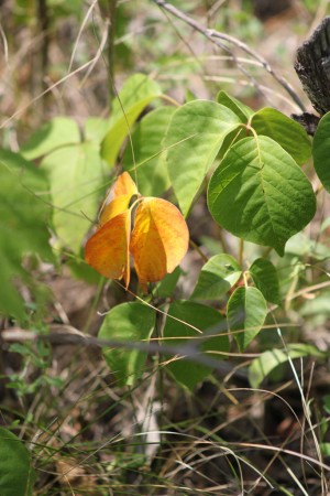 «Reconnaissable à ses trois feuilles, elle est très présente à Gatineau. Elle est une des premières plantes à se revêtir de couleurs automnales.»