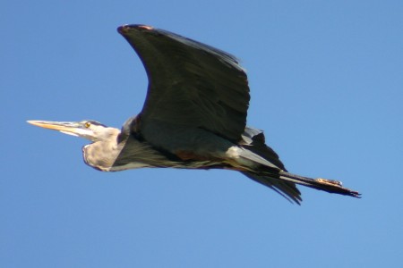 «Avec son envergure de près de 2 mètres, le grand héron est un oiseau majestueux en plein vol.»