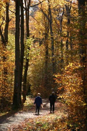 «Randonneurs dans un des sentiers du parc de la Gatineau.»