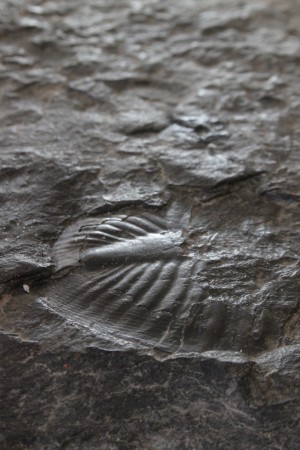 «Le calcaire peut renfermer de nombreux fossiles dont ici un trilobite vieux d’approximativement 500 millions d’années.»