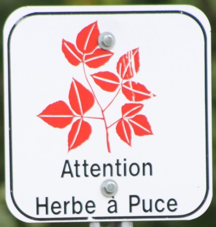«L’herbe à puce est une plante très résistante, presque impossible à éradiquer. La meilleure manière de s’en protéger demeure la sensibilisation à sa présence.»
