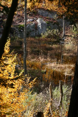«Exemple d’affleurements rocheux près d’un lac au parc de la Gatineau.»