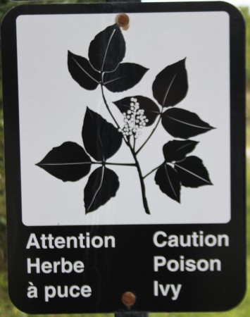 «Peu de gens savent reconnaître l’herbe à puce. Certains panneaux d’identification permettent de reconnaître très distinctement les éléments majeurs, notamment les trois feuilles et les graines en grappe.»