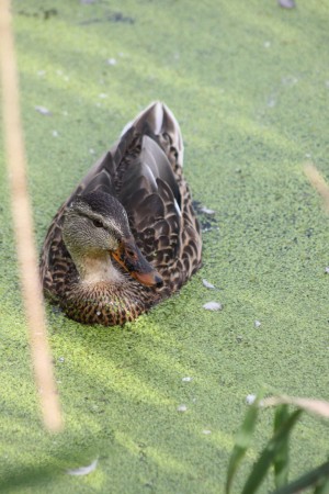« Le canard colvert est une des espèces qui fréquentent le marais. »