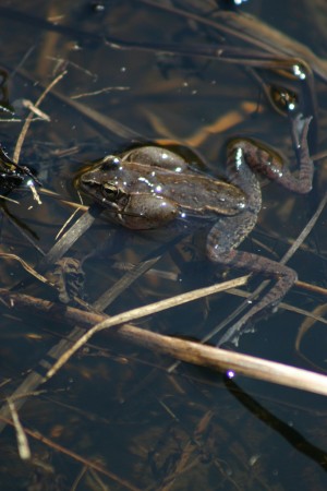 «La grenouille des bois est une des espèces de batracien que l’on retrouve à Gatineau.»