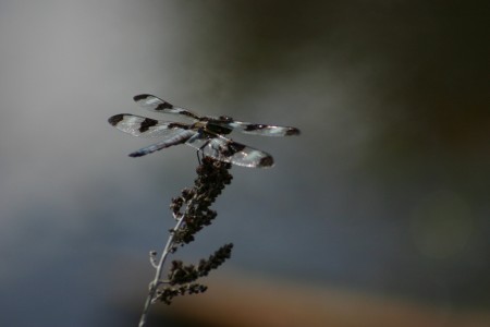 «La libellule est un exemple d’insecte dont la survie est directement liée à la microfaune associée à la présence de plans d’eau.»