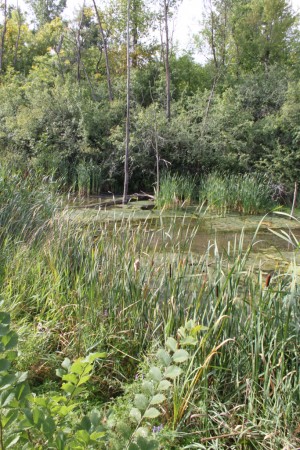 «Le climat et le relief de Gatineau sont favorables à l’implantation de milieux humides.»